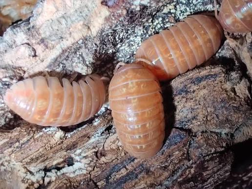 Armadillidium vulgare Orange