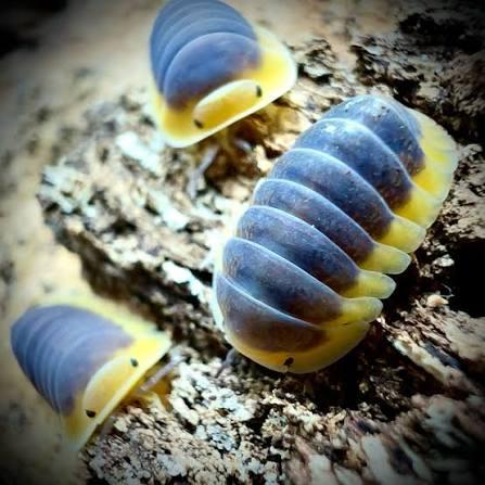 Cubaris Lemon Blue