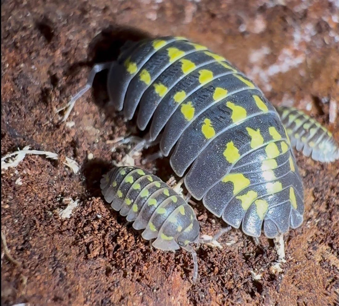 Gestroi