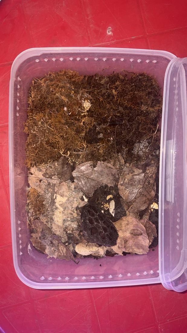 Isopod Starter Tub