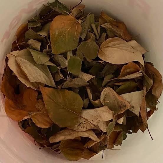 Leaf Litter (50 g)