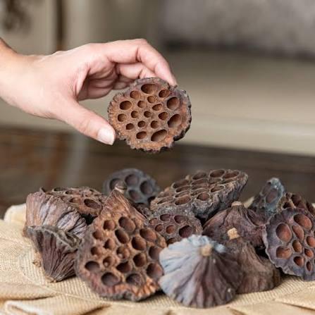 Lotus Pod