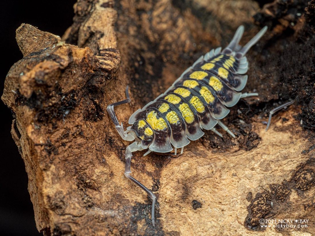 Porcellio haasi High Yellow