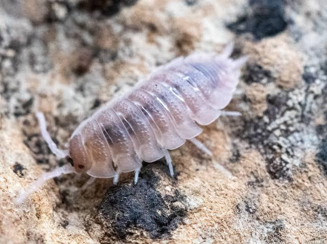 Porcellio scaber Ghost