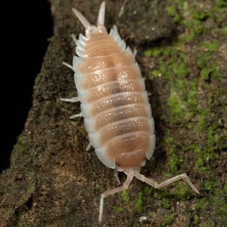Porcellio Sevilla Caramel