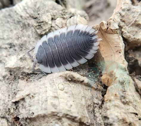 Porcellio werneri