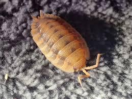 Scaber Orange