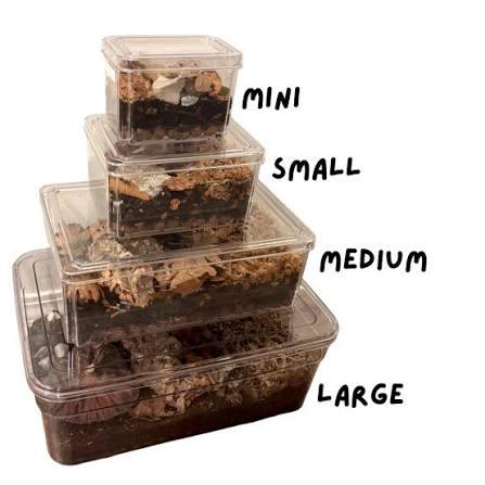 Ventilated Isopod Tub