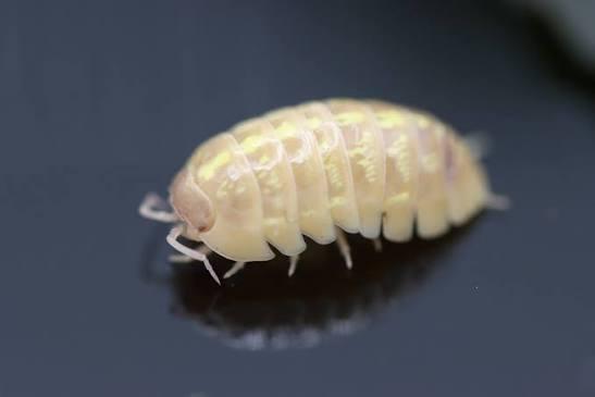 Vulgare