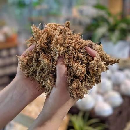 White Sphagnum Moss (500 g)