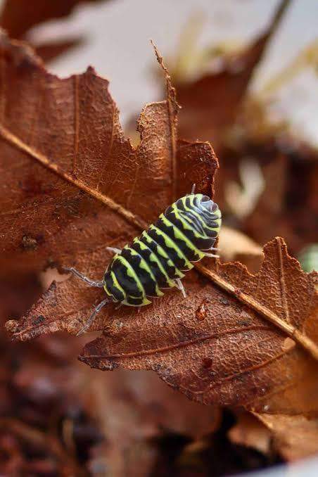 Yellow Zebra