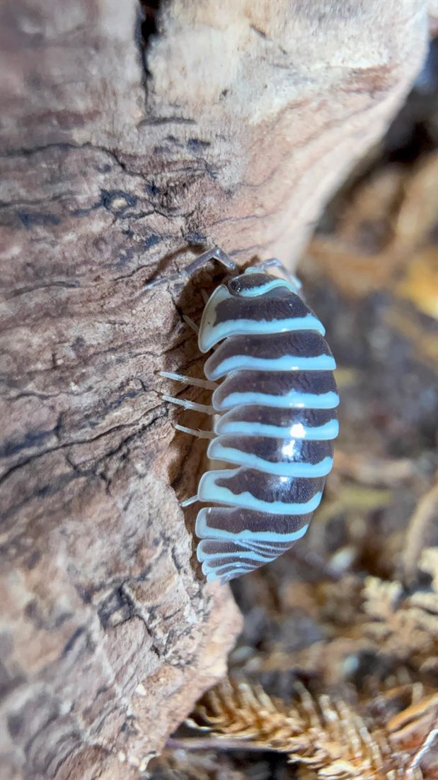 Zebra