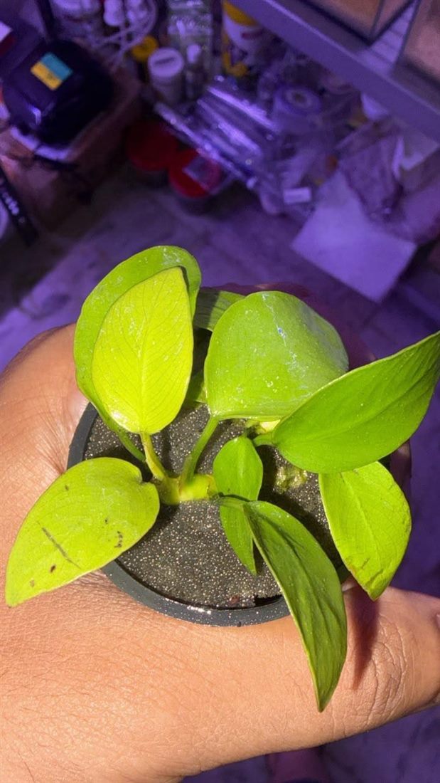 Anubias Nana Gold