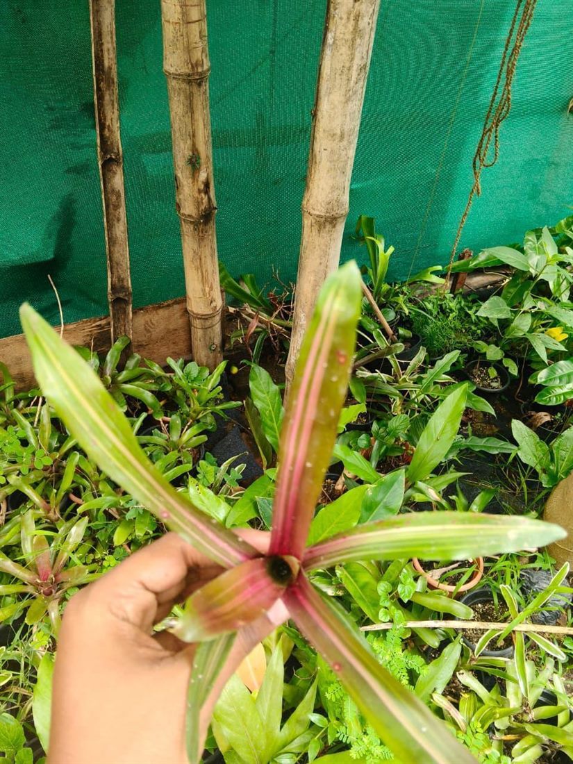 Bromeliad thumbnail 2