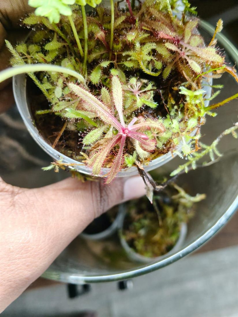 Drosera Adelae (Lance-Leaf Sundew)