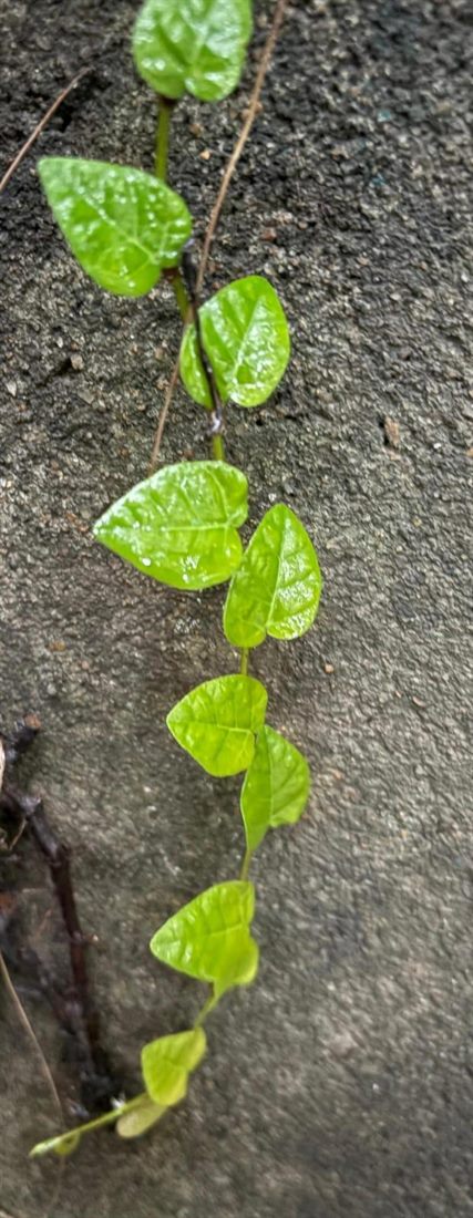 Ficus Pumila (Creeping Fig)