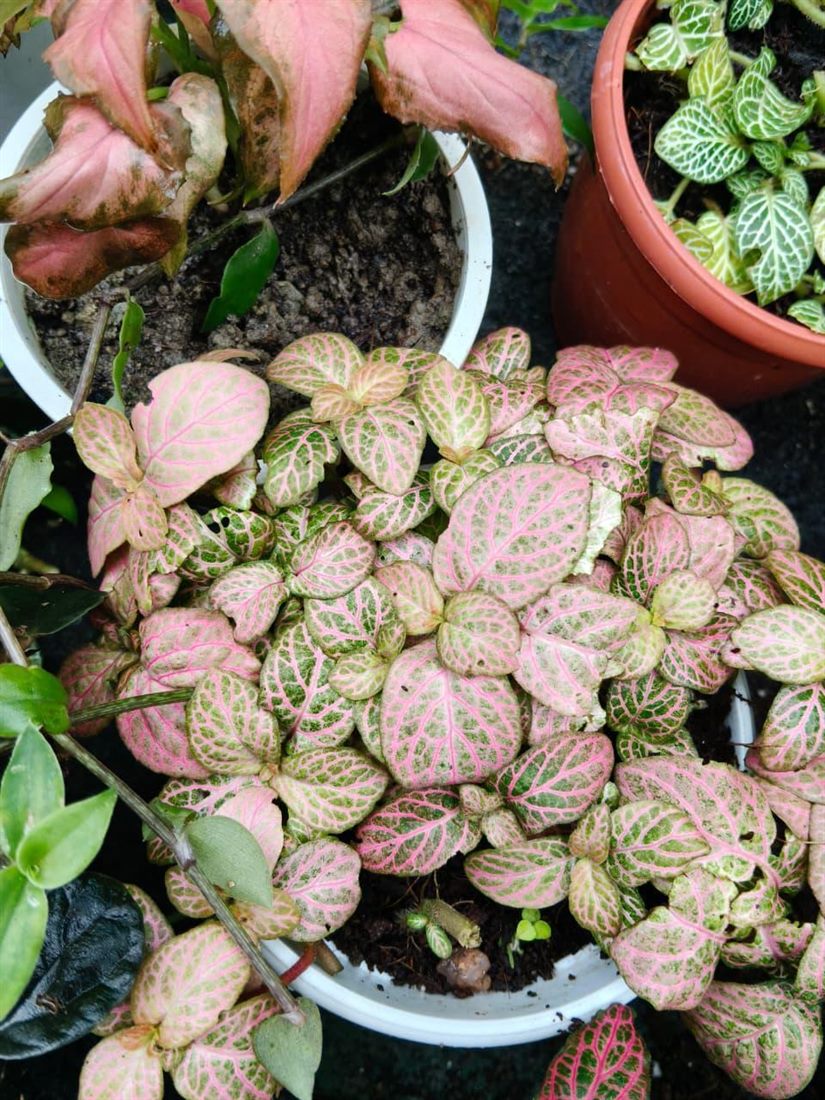 Fittonia Pink Vein