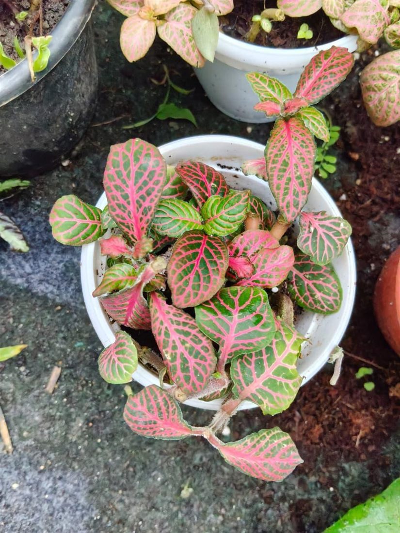 Terrarium