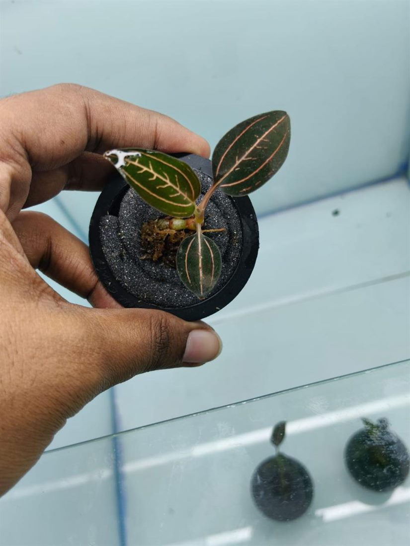 Jewel Orchid