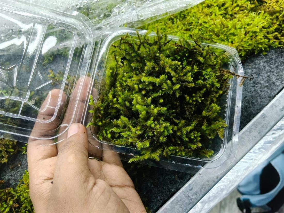 Medusa Moss