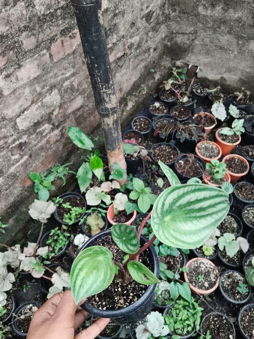 Peperomia Watermelon