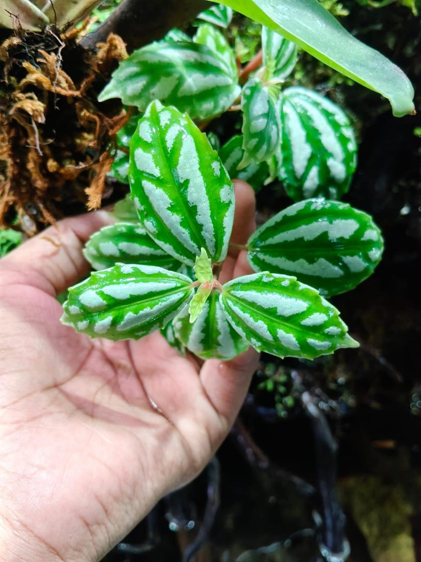 Pilea Cadierei (Aluminium Plant)