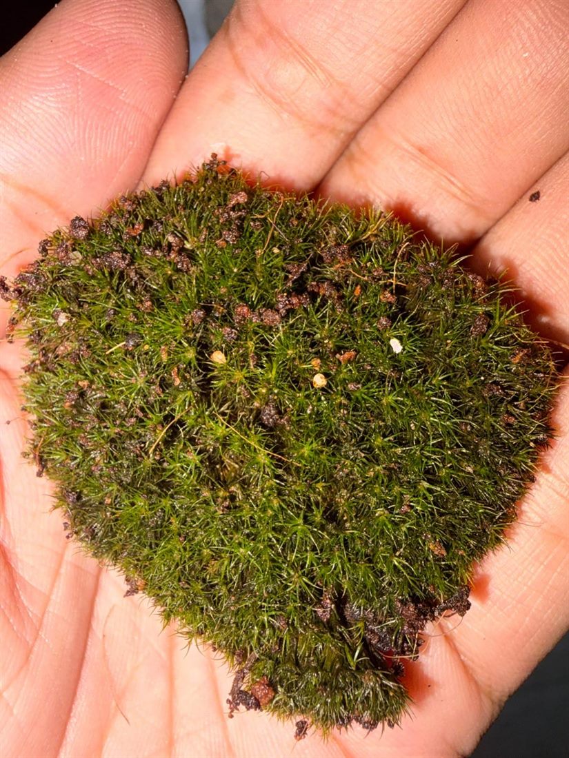 Pincushion Moss
