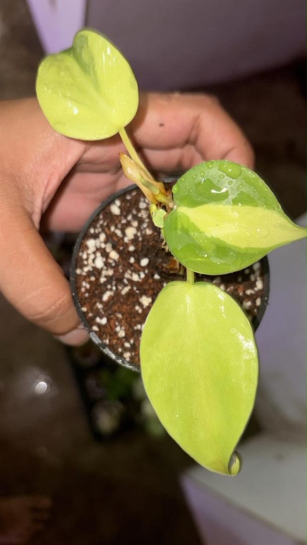 Pothos Golden