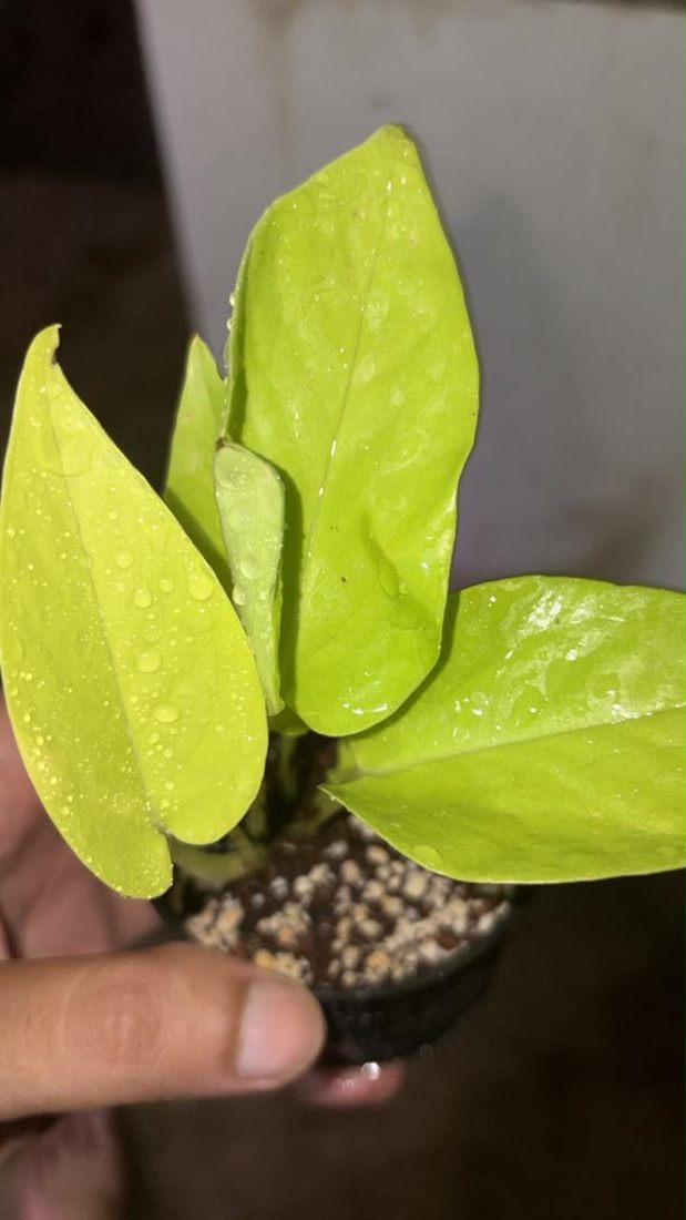 Pothos Neon