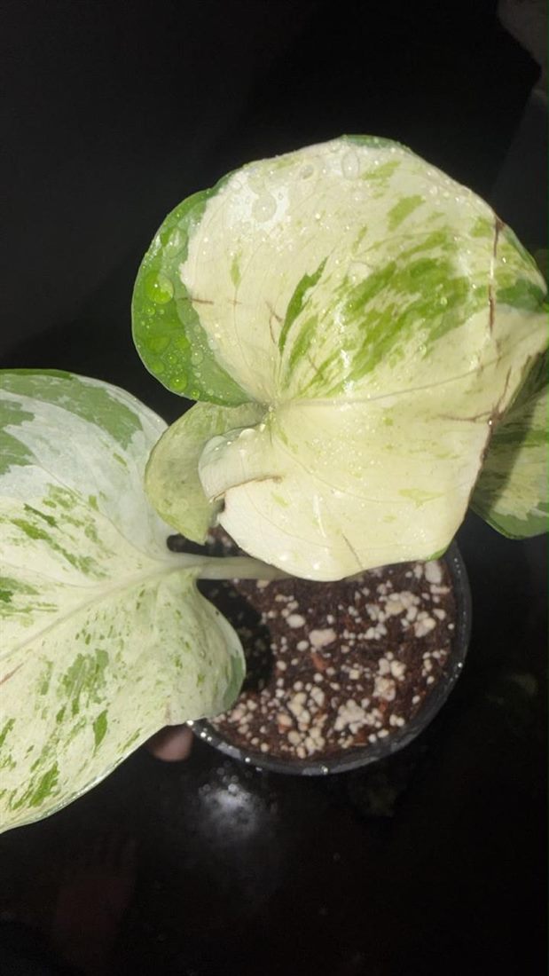 Pothos N'Joy