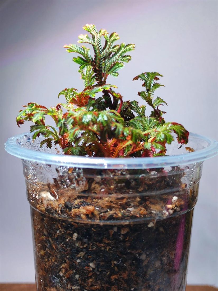 Selaginella Erythropus (Red Spikemoss)