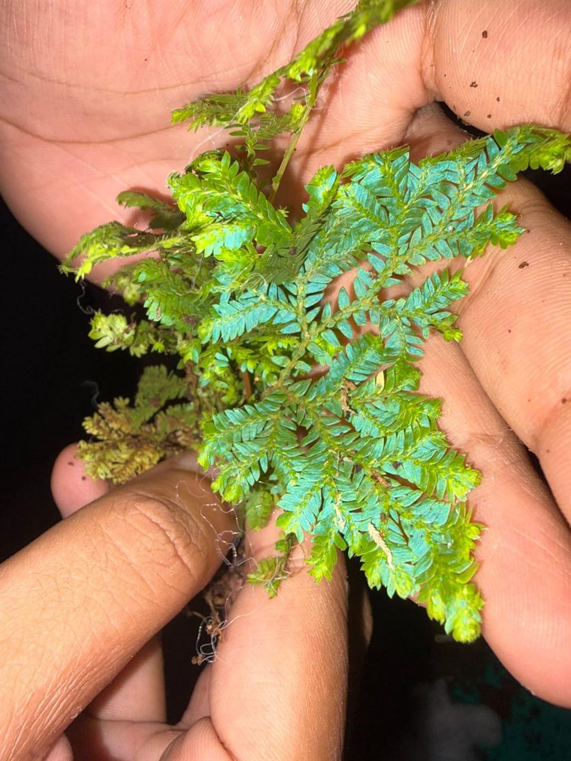 Selaginella Uncinata (Peacock Spikemoss)