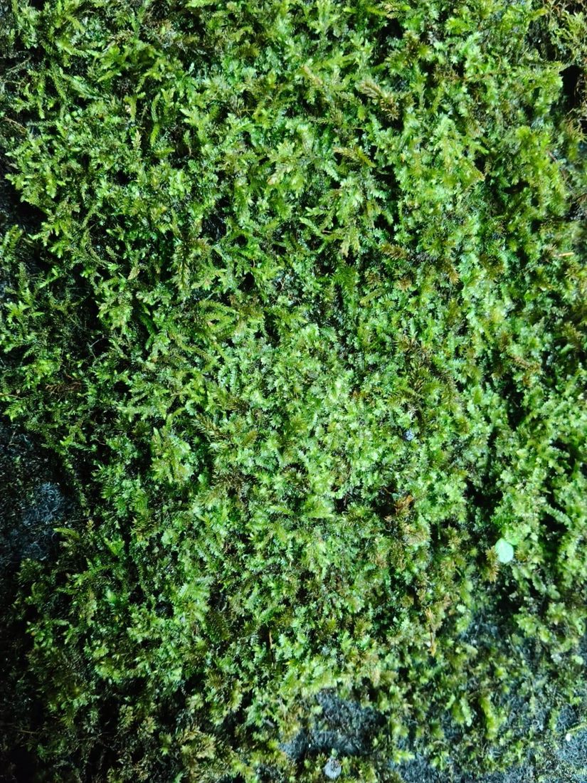Sheet Moss