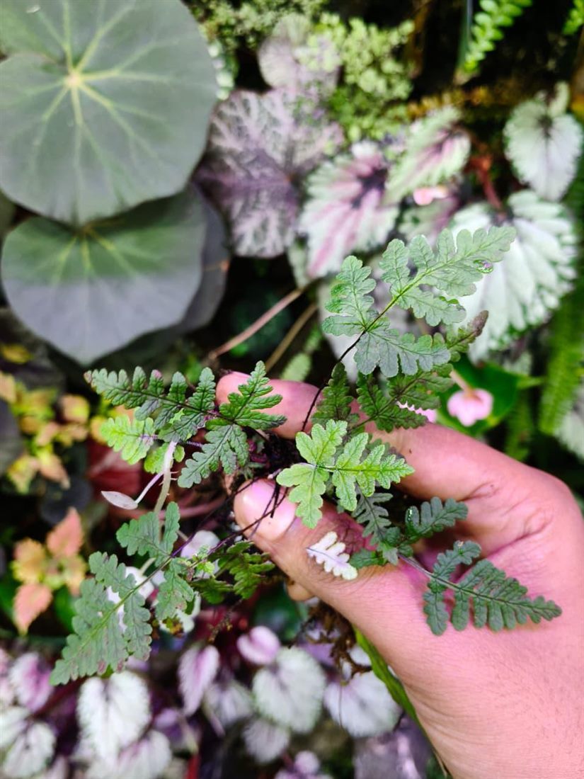 Silver Fern